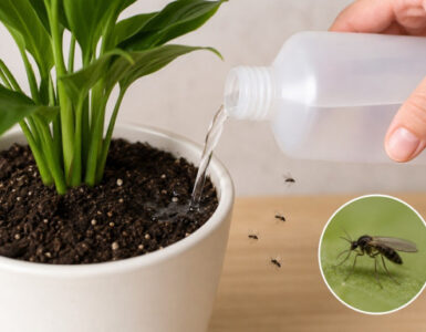 Hydrogen Peroxide for Fungus Gnats in Plants