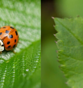 Asian Lady Beetle vs Ladybug: 8 Ways to Tell the Difference