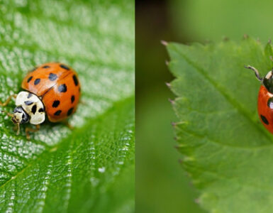 Asian Lady Beetle vs Ladybug: 8 Ways to Tell the Difference