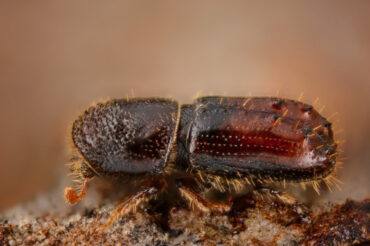 14 Natural Ways to Get Rid of Bark Beetles