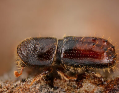 14 Natural Ways to Get Rid of Bark Beetles