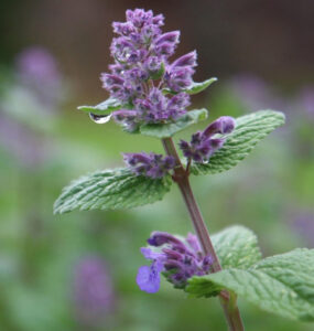 Catnip Benefits for the Garden and How to Grow It