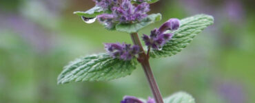 Catnip Benefits for the Garden and How to Grow It