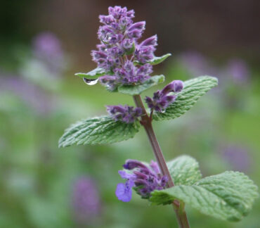 Catnip Benefits for the Garden and How to Grow It