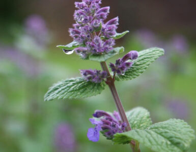 Catnip Benefits for the Garden and How to Grow It