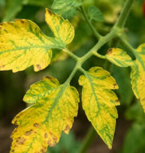 Tomato Leaves Turning Yellow: Causes and Natural Ways to Fix It