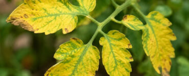 Tomato Leaves Turning Yellow: Causes and Natural Ways to Fix It