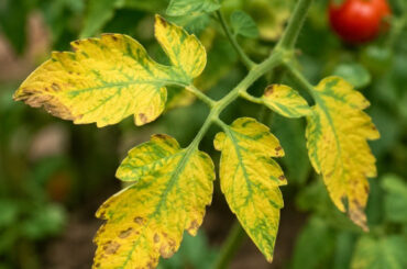 Tomato Leaves Turning Yellow: Causes and Natural Ways to Fix It