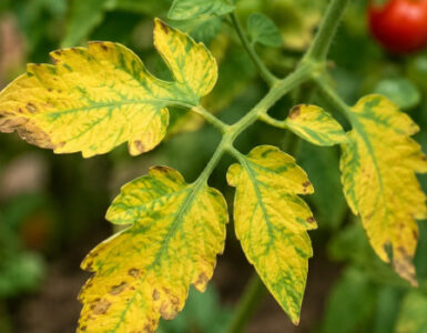 Tomato Leaves Turning Yellow: Causes and Natural Ways to Fix It