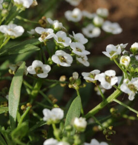 11 Low-Maintenance Ground Covers for Shade and Full Sun