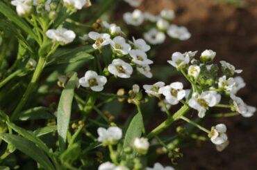 11 Low-Maintenance Ground Covers for Shade and Full Sun