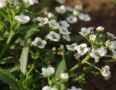 11 Low-Maintenance Ground Covers for Shade and Full Sun