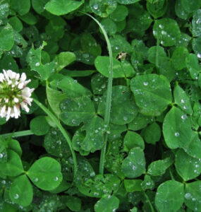 11 Best Living Mulches for Vegetable Gardens