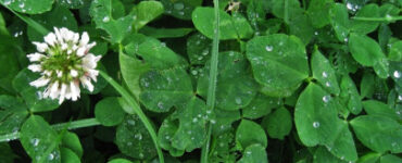 11 Best Living Mulches for Vegetable Gardens