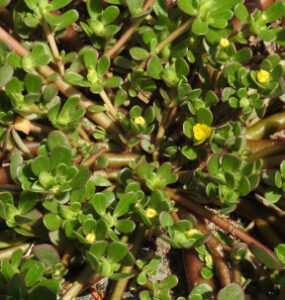 Purslane Plant Guide: Benefits, Uses, and Growing Tips