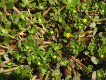 Purslane Plant Guide: Benefits, Uses, and Growing Tips