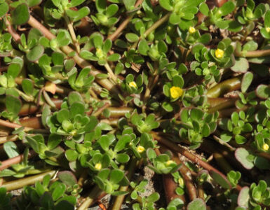 Purslane Plant Guide: Benefits, Uses, and Growing Tips