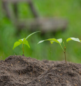 6 Different Types of Soil and the Plants They Are Best For