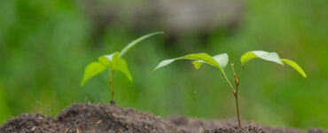 6 Different Types of Soil and the Plants They Are Best For