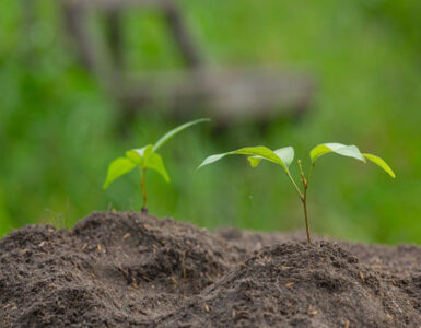 6 Different Types of Soil and the Plants They Are Best For