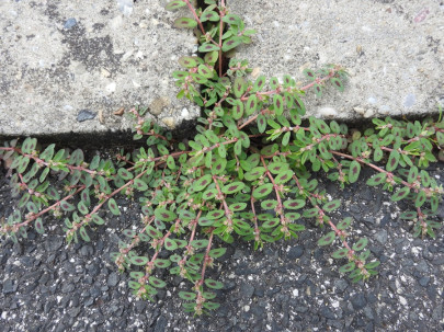 Spotted Spurge