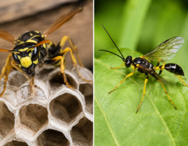 15 Types of Wasps: Beneficial Wasps and Defensive Wasps Explained