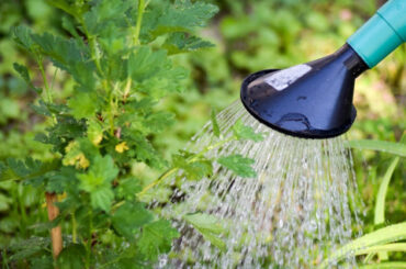 19 Biggest Watering Mistakes Gardeners Make