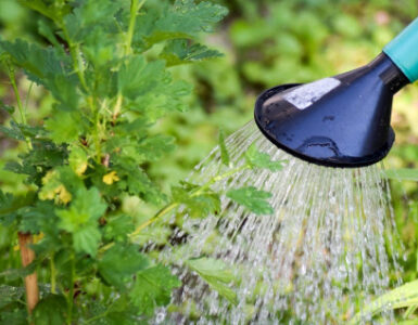 19 Biggest Watering Mistakes Gardeners Make