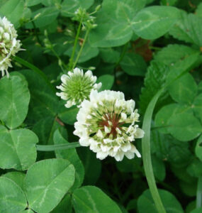 23 White Clover Garden Benefits