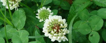 23 White Clover Garden Benefits
