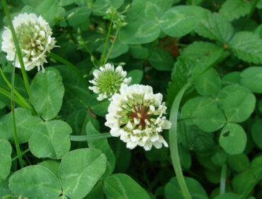 23 White Clover Garden Benefits