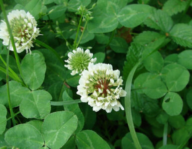 23 White Clover Garden Benefits