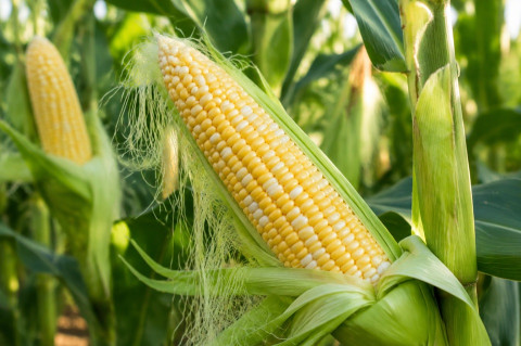 Ambrosia Corn