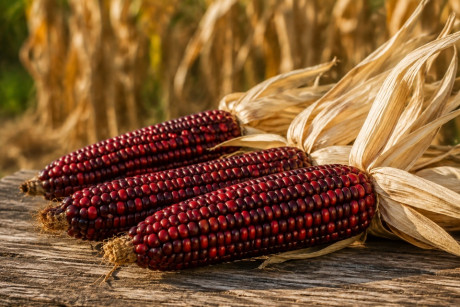Bloody Butcher Corn