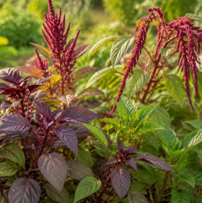 Edible Amaranth Plants: Best Types to Grow for Leaves and Grain