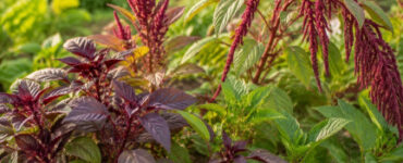 Edible Amaranth Plants: Best Types to Grow for Leaves and Grain