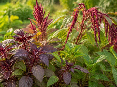 Edible Amaranth Plants: Best Types to Grow for Leaves and Grain