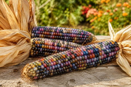 Glass Gem Corn