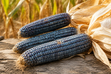 Hopi Blue Corn