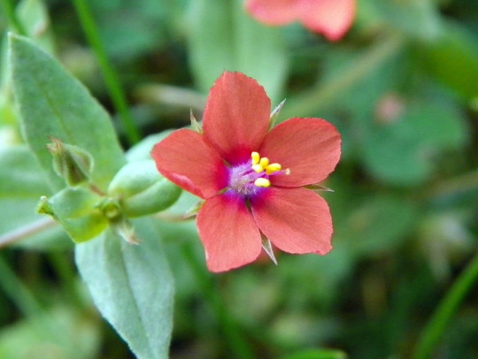 Scarlet pimpernel (Anagallis arvensis)