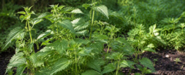 Stinging Nettle Plant Guide: Identification, Uses, and Garden Benefits