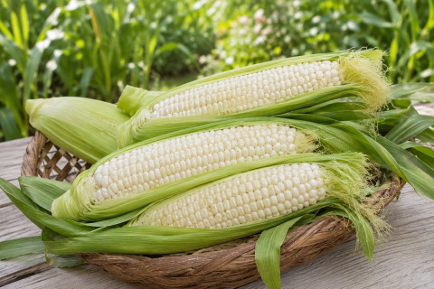 Stowell's Evergreen Corn