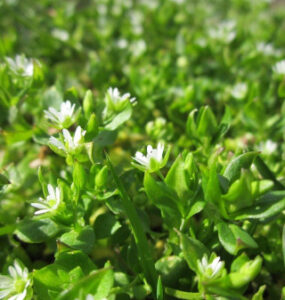 Chickweed: How to Identify, Grow, Harvest, and Use This Edible Weed