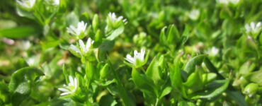 Chickweed: How to Identify, Grow, Harvest, and Use This Edible Weed