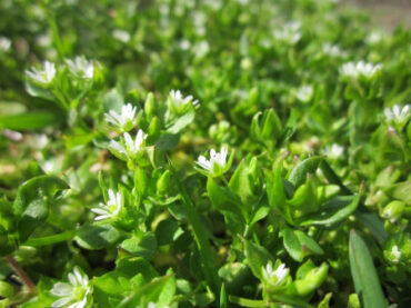 Chickweed: How to Identify, Grow, Harvest, and Use This Edible Weed