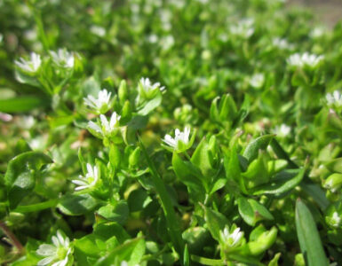 Chickweed: How to Identify, Grow, Harvest, and Use This Edible Weed