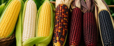 15 Varieties of Corn to Know and Grow