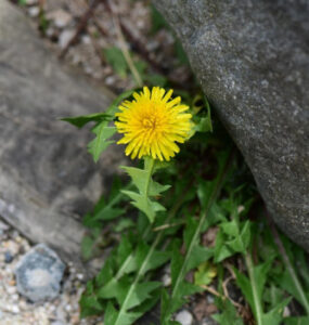 Dandelion Plant Guide: Benefits, Uses, and Growing Tips