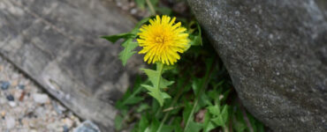 Dandelion Plant Guide: Benefits, Uses, and Growing Tips