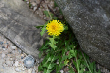 Dandelion Plant Guide: Benefits, Uses, and Growing Tips